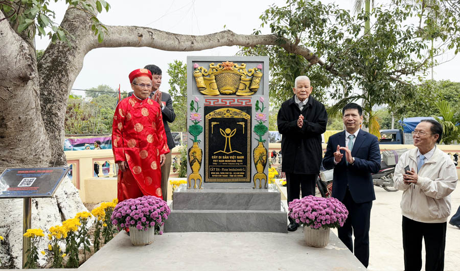 Cây[-]Đa[-]Đình[-]Giải:[-]biểu[-]tượng[-]xanh[-]trường[-]tồn[-]nhận[-]danh[-]hiệu[-]Cây[-]Di[-]sản[-]Việt[-]Nam
